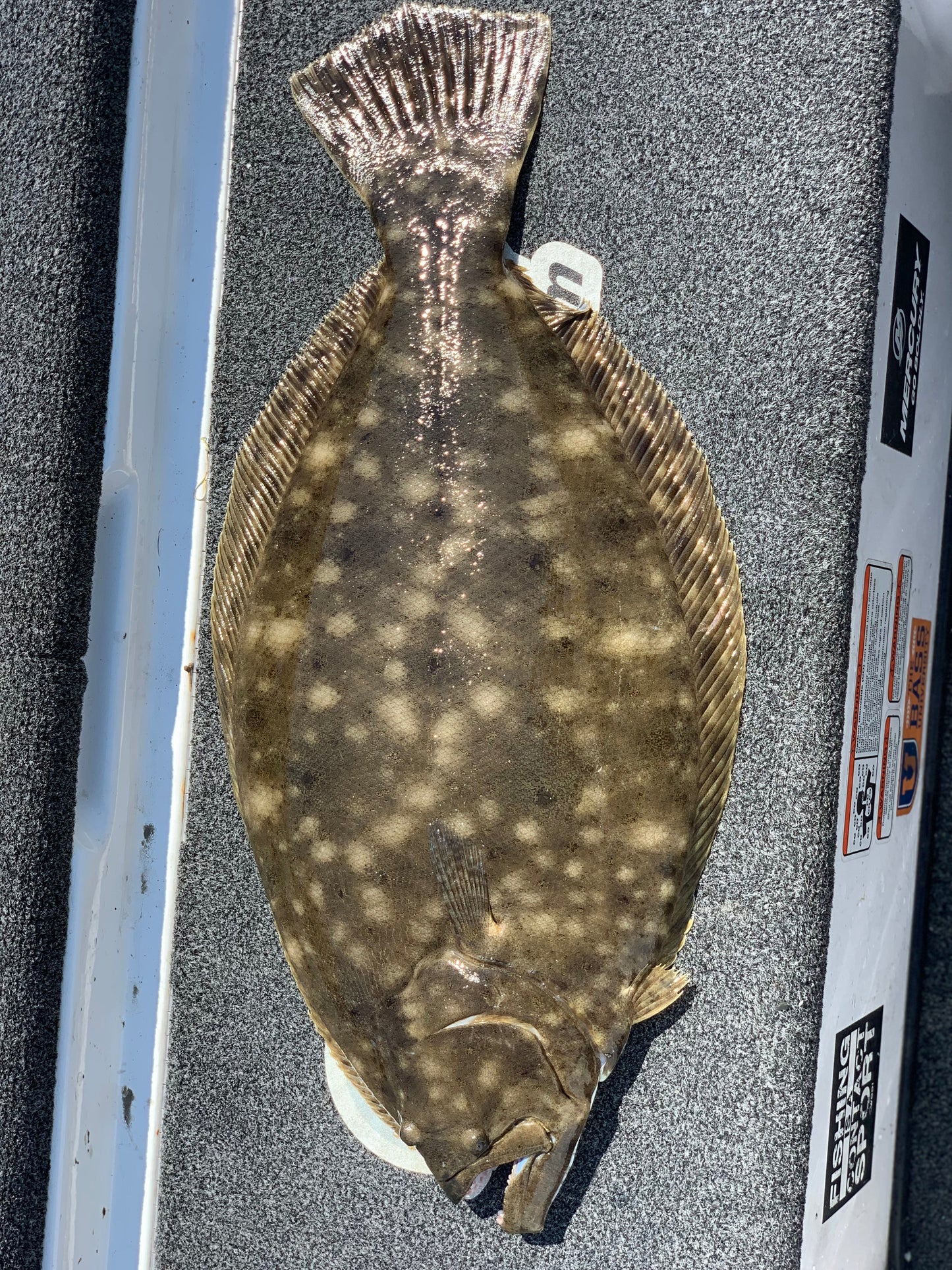 Guided Fishing Trip: 210 Bridge - St. Augustine