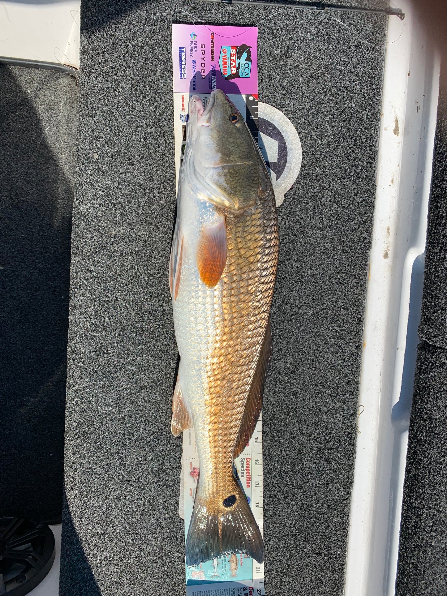 Guided Fishing Trip: 210 Bridge - St. Augustine