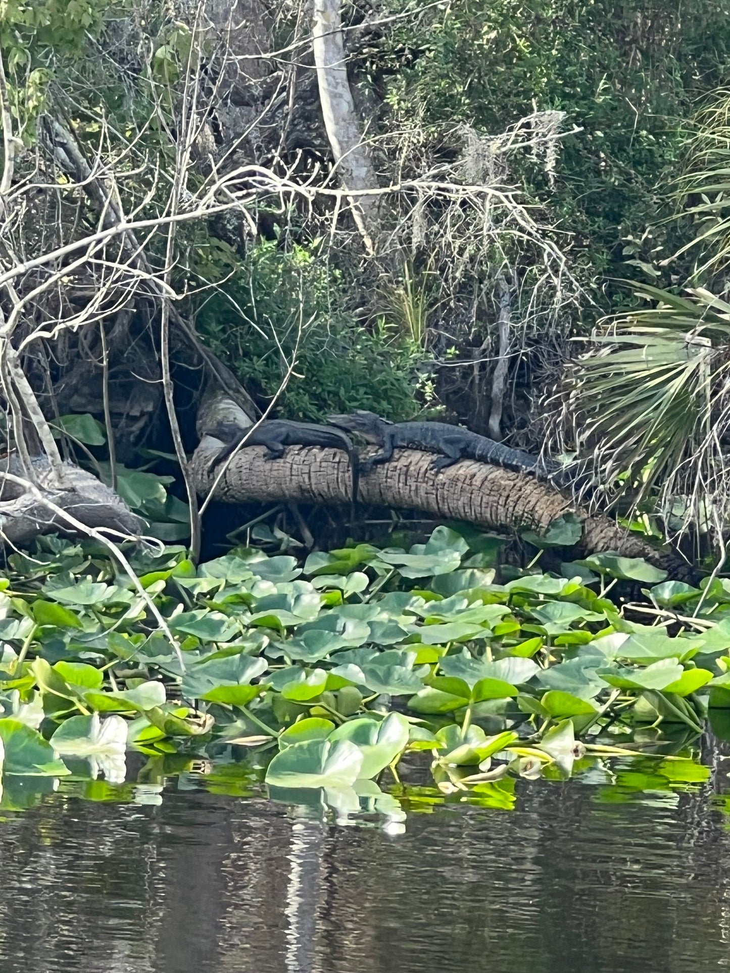 Private Guided Tour: Silver Springs Tours